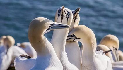 杨毅：胡明轩一球不进时郭士强坚持用他 换成杜锋早被骂亲儿子了